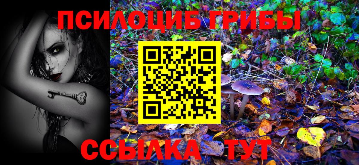 закладка  Курганинск  Псилоцибиновые грибы Cubensis 